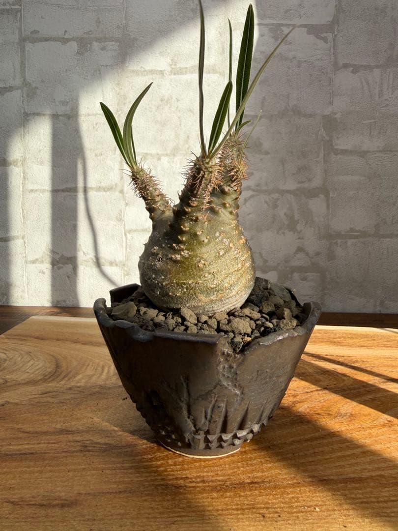 パキポディウム　グラキリス　発根済み　良株