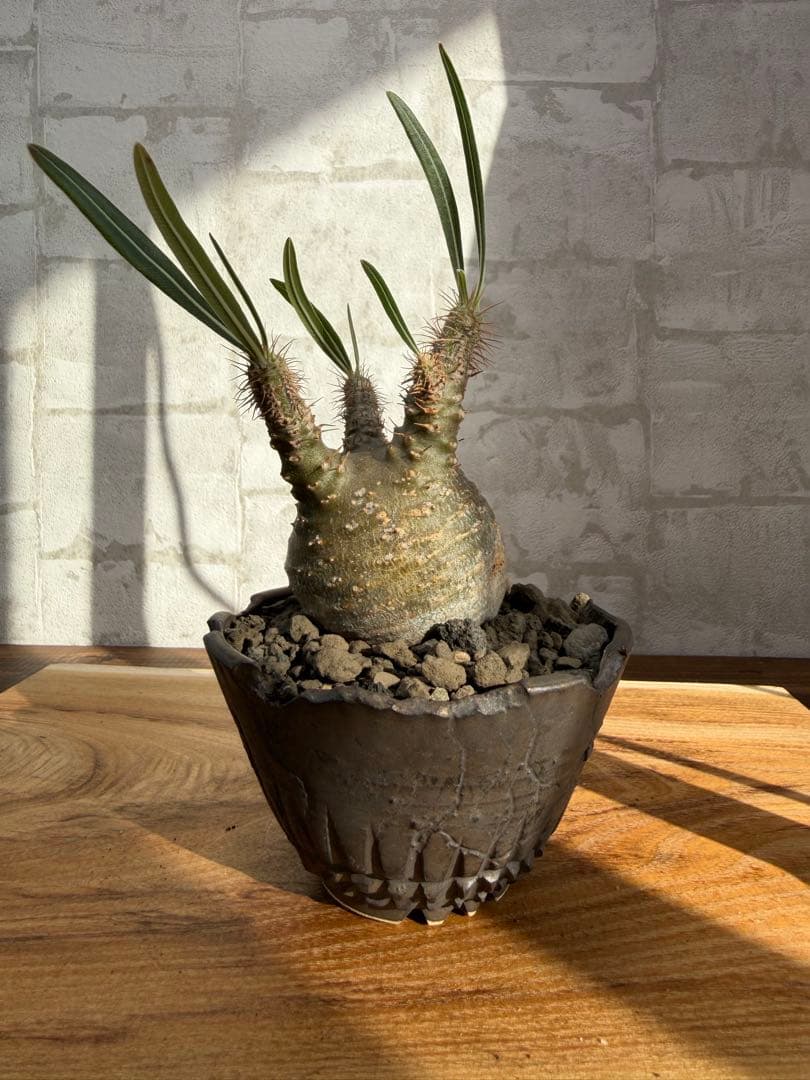 パキポディウム　グラキリス　発根済み　良株