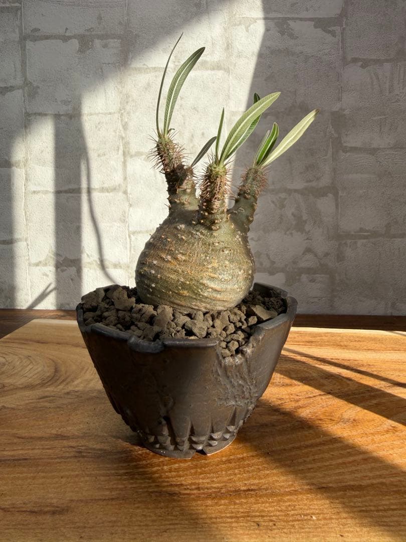 パキポディウム　グラキリス　発根済み　良株