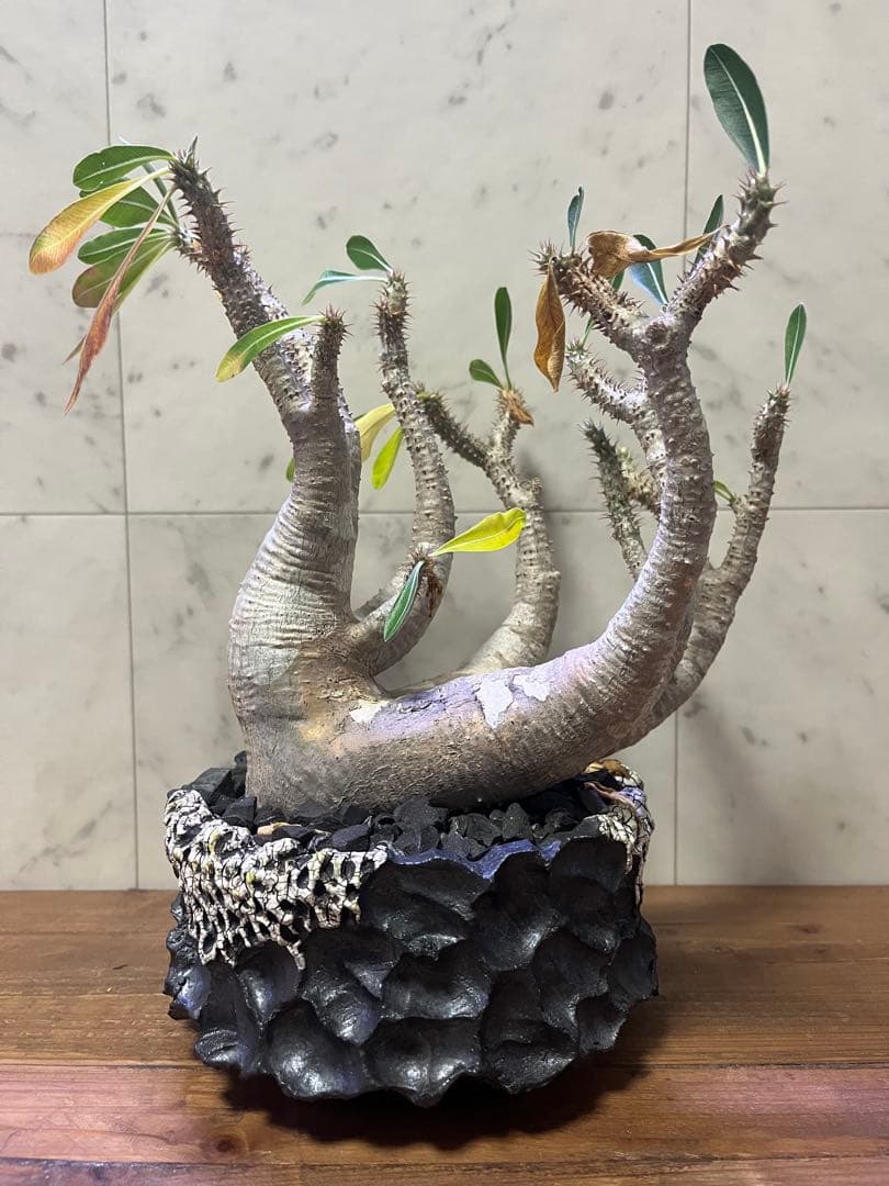 超特選株 パキポディウム マカイエンセ