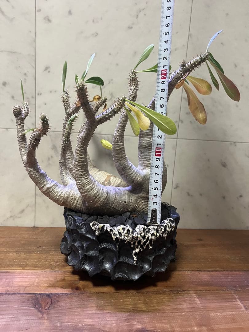 超特選株 パキポディウム マカイエンセ