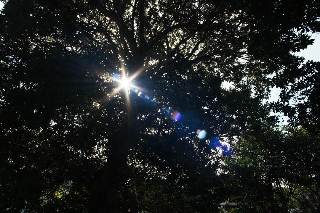 【整備＆テスト済】Nikkor-N・C auto 24mm F2.8 593