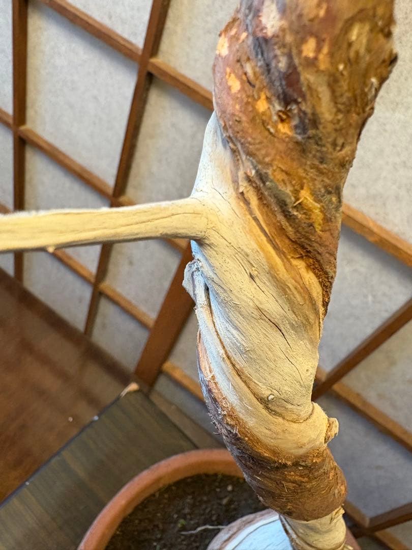 真柏盆栽❗️フォロワー150人記念値下げ❗️しなやかな動き！文人木盆栽！風情