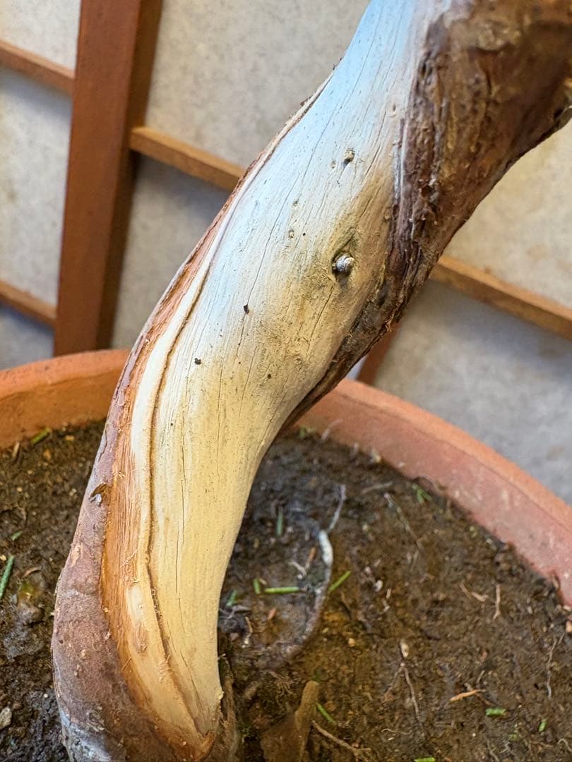 真柏盆栽❗️フォロワー150人記念値下げ❗️しなやかな動き！文人木盆栽！風情