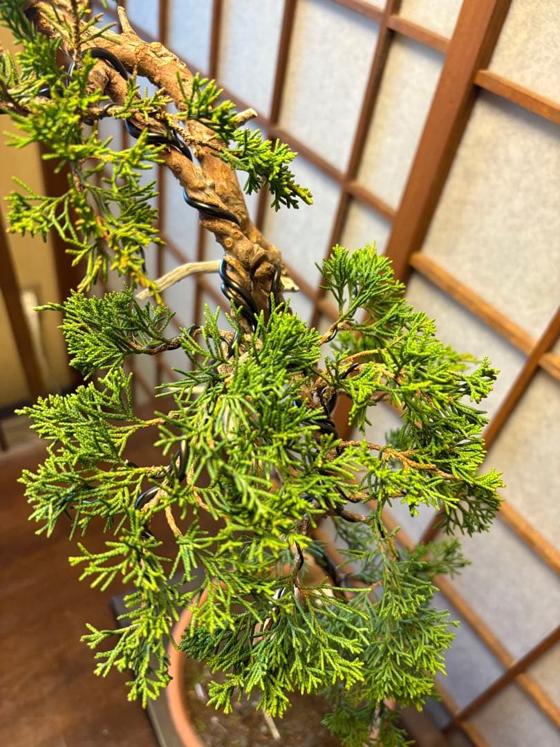 真柏盆栽❗️フォロワー150人記念値下げ❗️しなやかな動き！文人木盆栽！風情