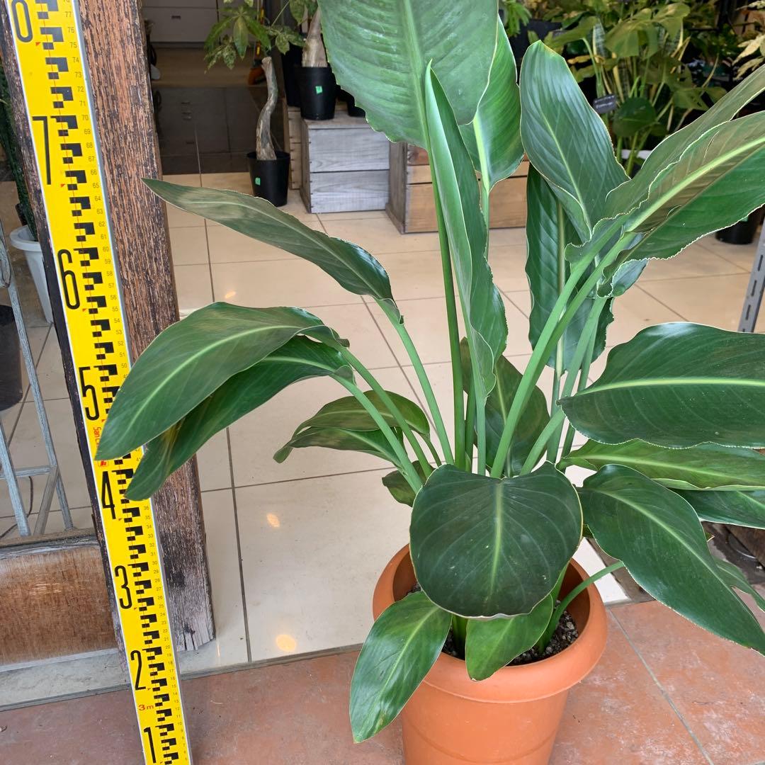 ストレリチア レギネ 8号