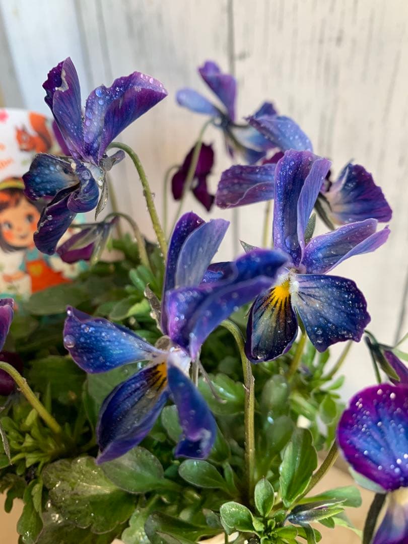 ⚠️専用ページ⚠️ パルプンテ　極美苗