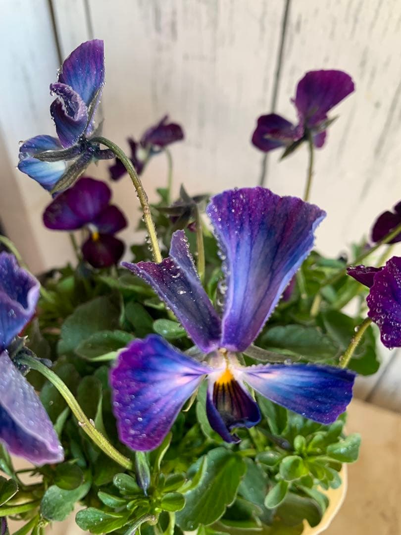 ⚠️専用ページ⚠️ パルプンテ　極美苗