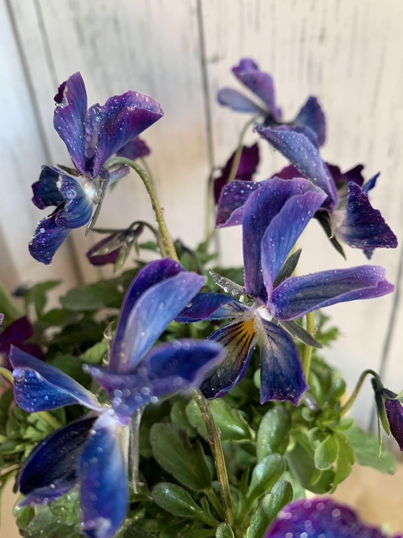 ⚠️専用ページ⚠️ パルプンテ　極美苗