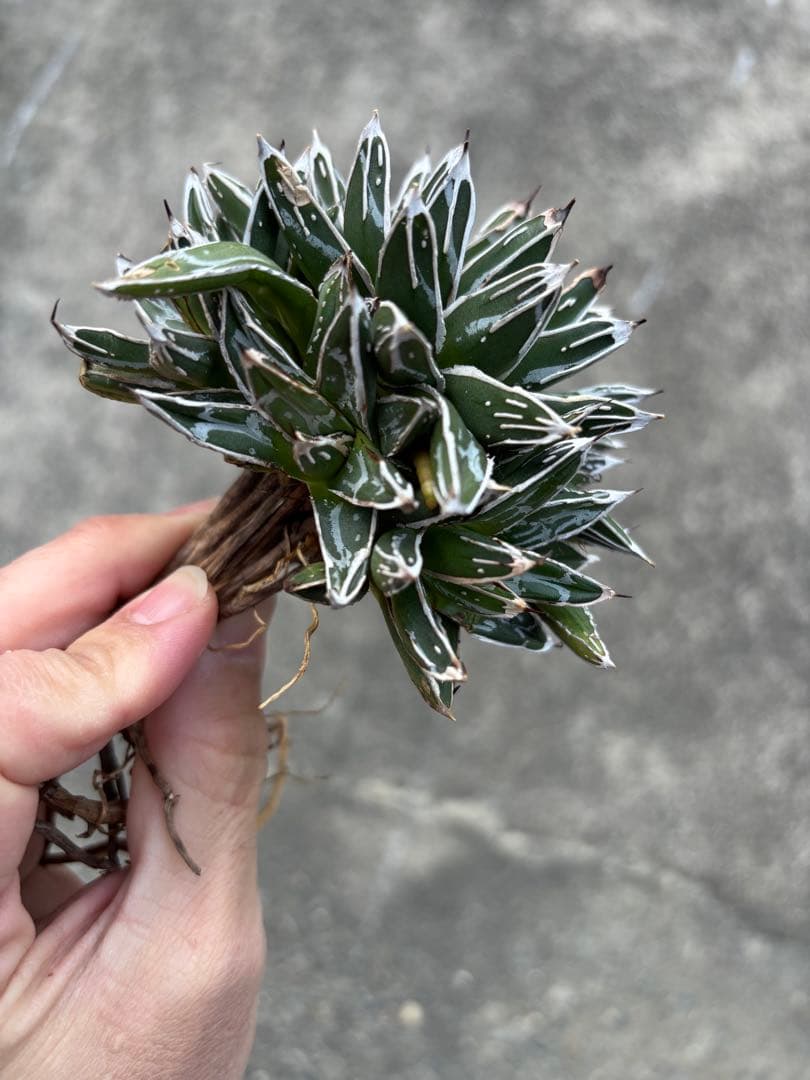 アガベ　姫笹の雪　矮性　選抜株　子株10個付