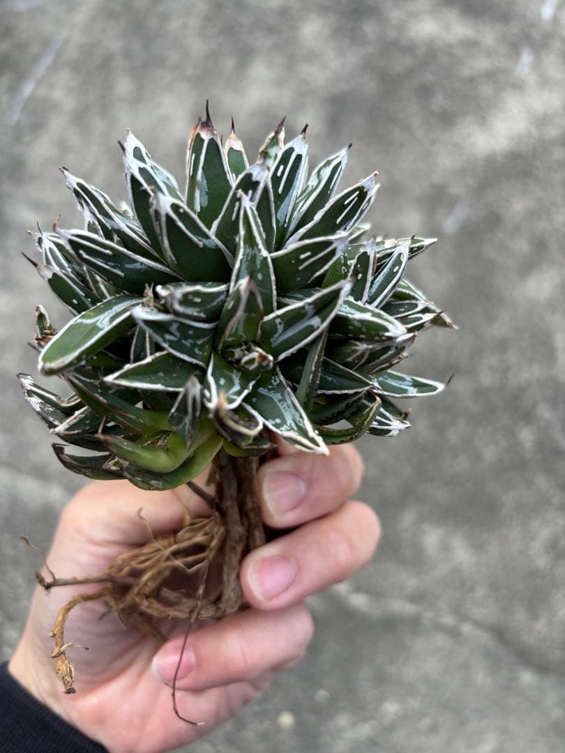 アガベ　姫笹の雪　矮性　選抜株　子株10個付