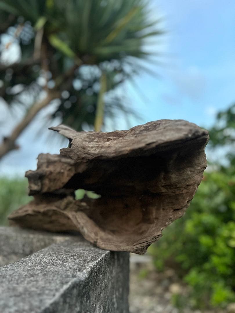 流木 インテリアやアクアリウムにオススメ