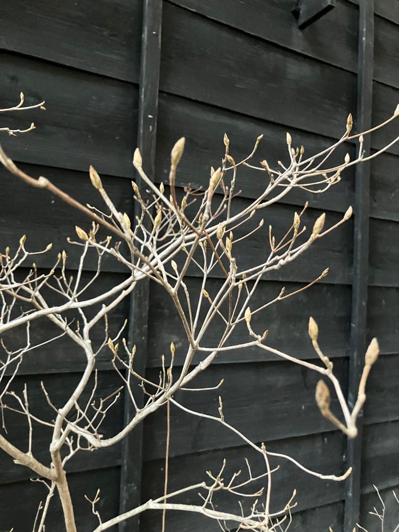 60 山採り　ミツバツツジ　バイカツツジ付き