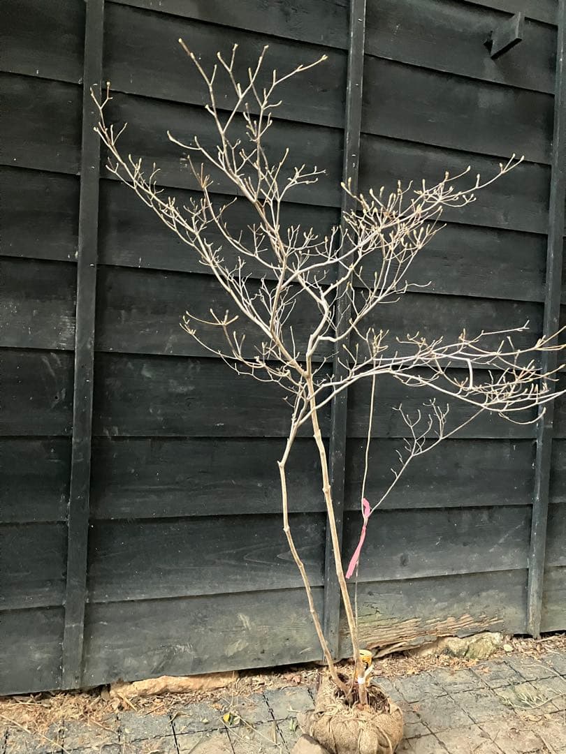 60 山採り　ミツバツツジ　バイカツツジ付き