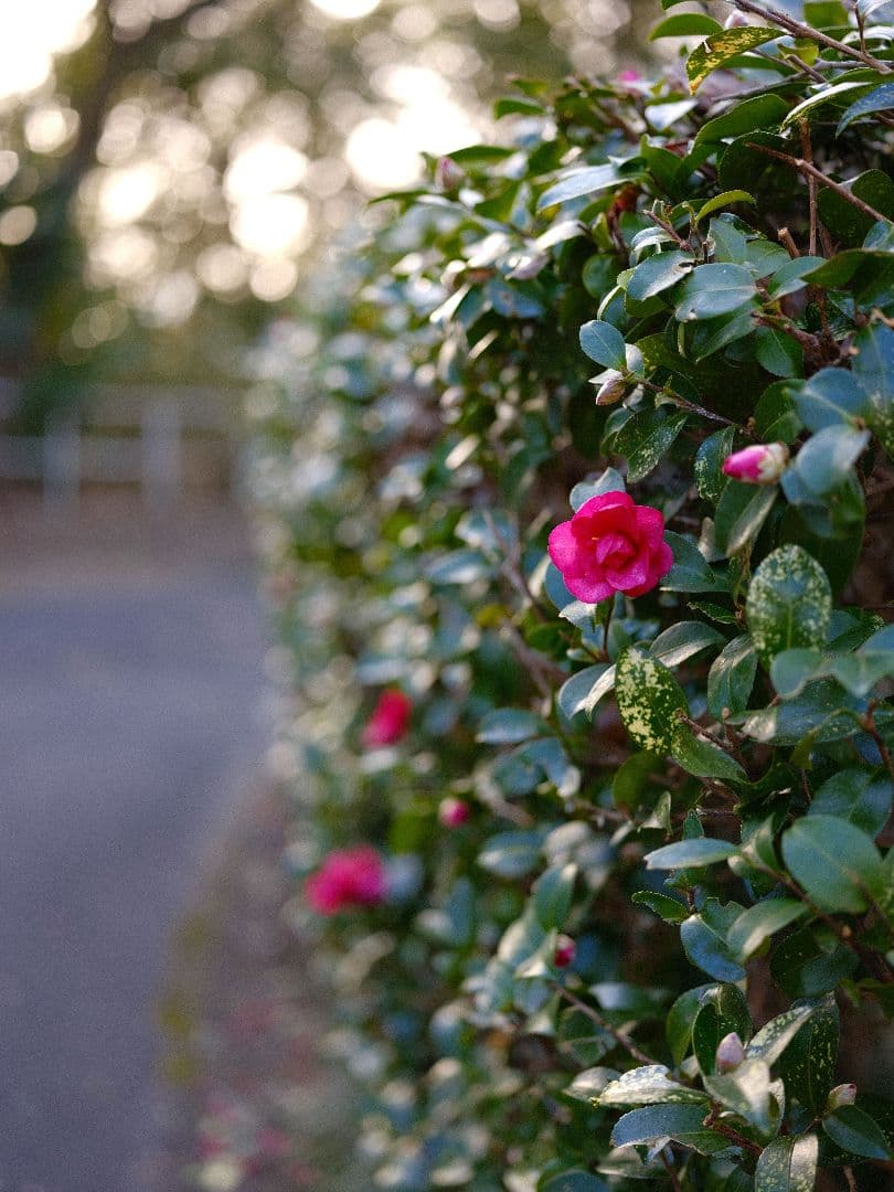 レンズ(単焦点) FUJIFILM GF63mm F2.8 R WR