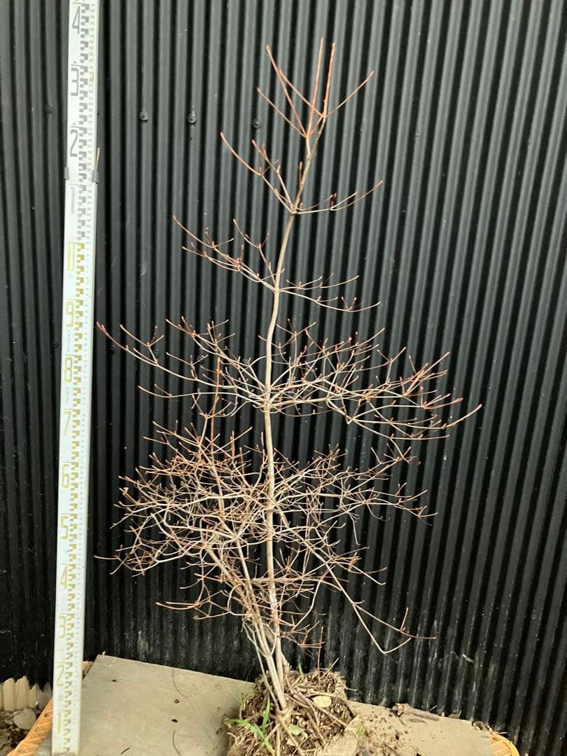 山採り　ドウダンツツジ　t