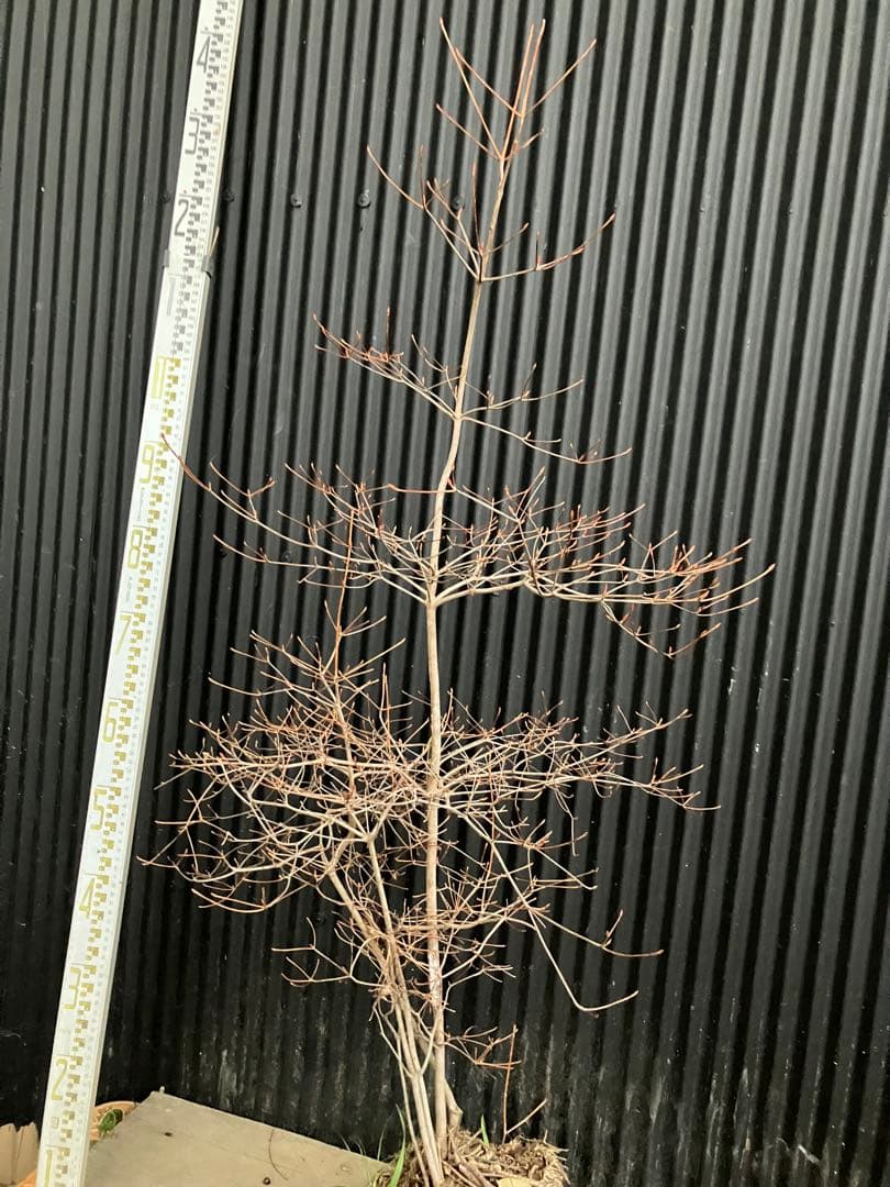 山採り　ドウダンツツジ　t