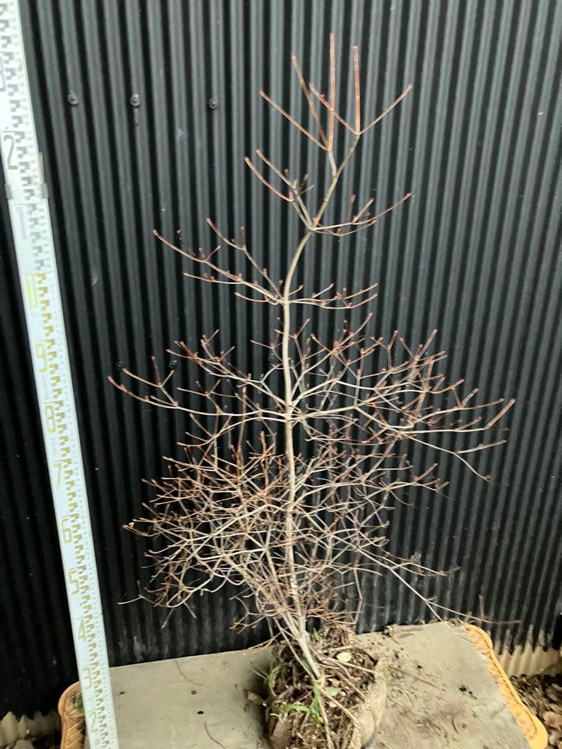 山採り　ドウダンツツジ　t