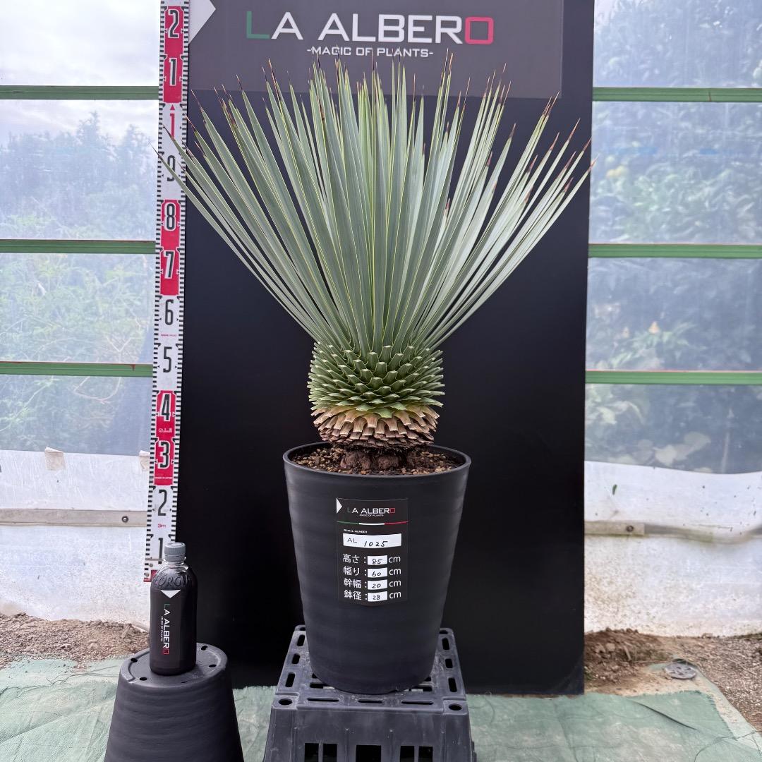 【AL1025】ユッカ　ロストラータ　シルバーブルー個体　超極太