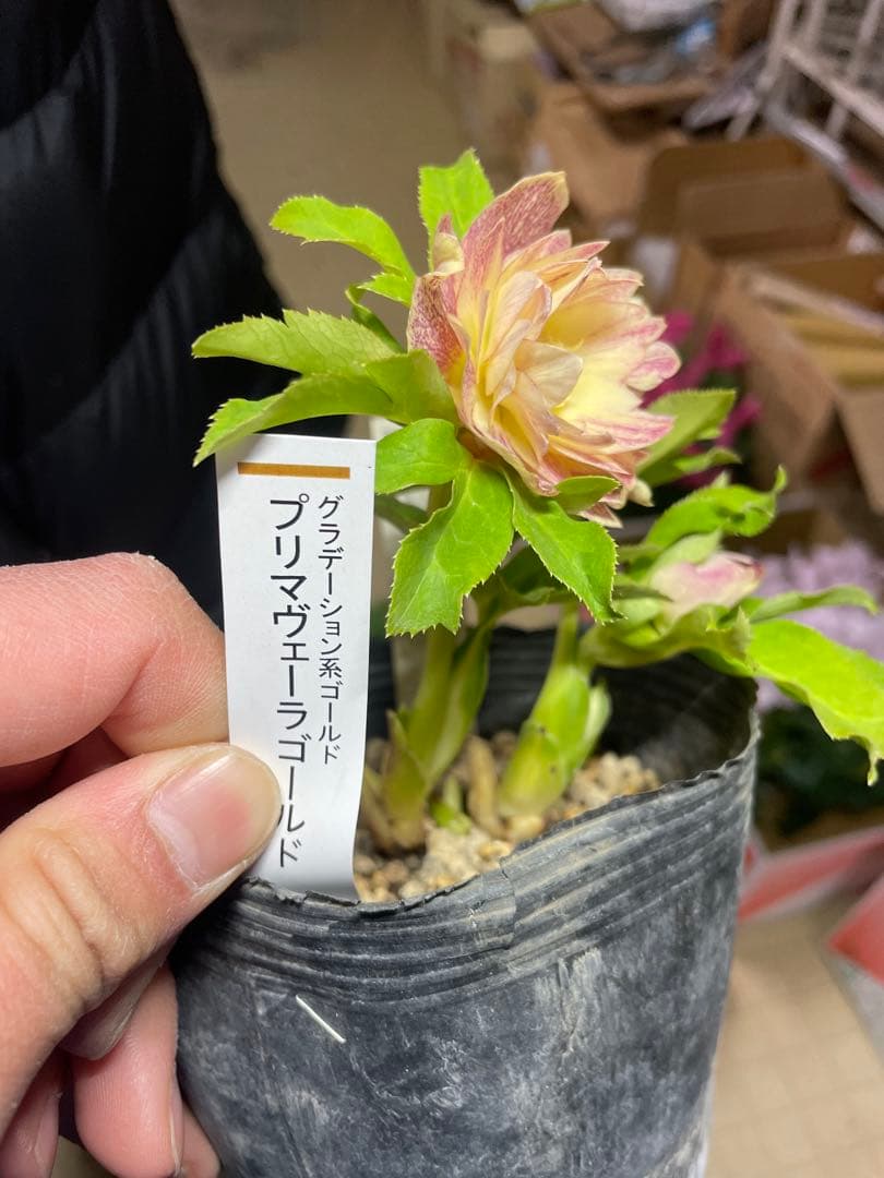 加藤農園 プリマヴェーラゴールド クリスマスローズ