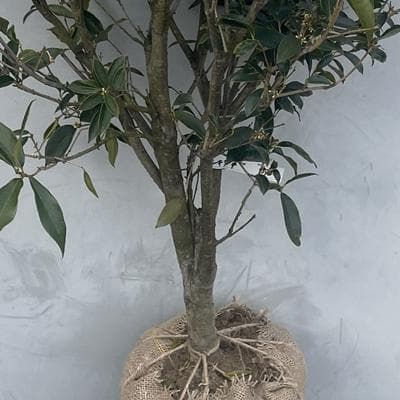 《現品》四季咲きモクセイ　樹高1.3ｍ（根鉢含まず）56【白花/苗木/植木】