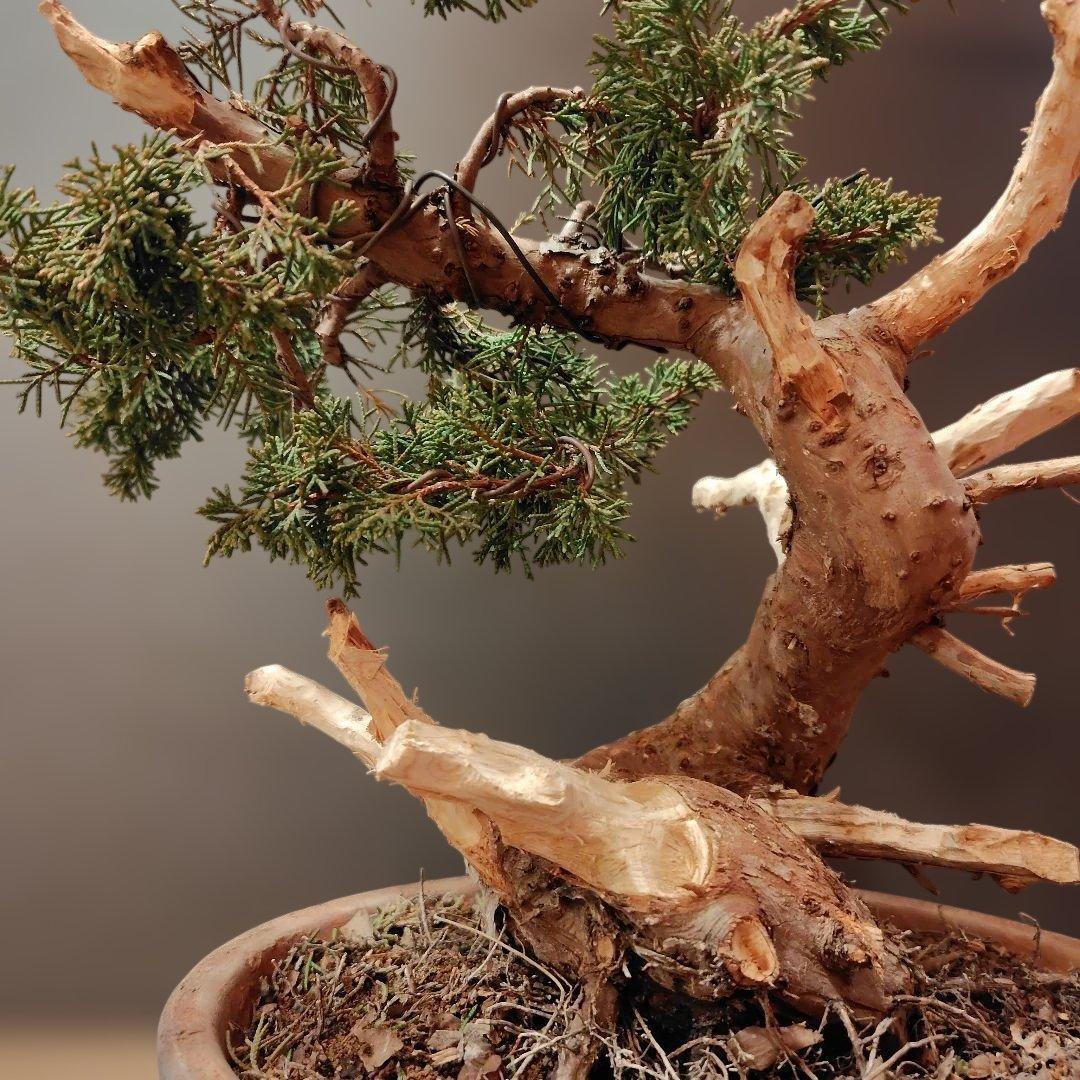 訳あり品！真柏盆栽！