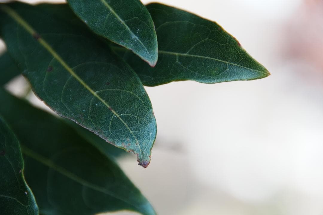 *美品★ニコン 18-200mm VR II 便利ズーム 手ぶれ補正 508