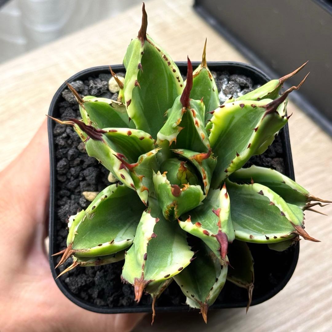 アガベ ポタトラム キュービック錦　鉢ごとメルカリ便発送