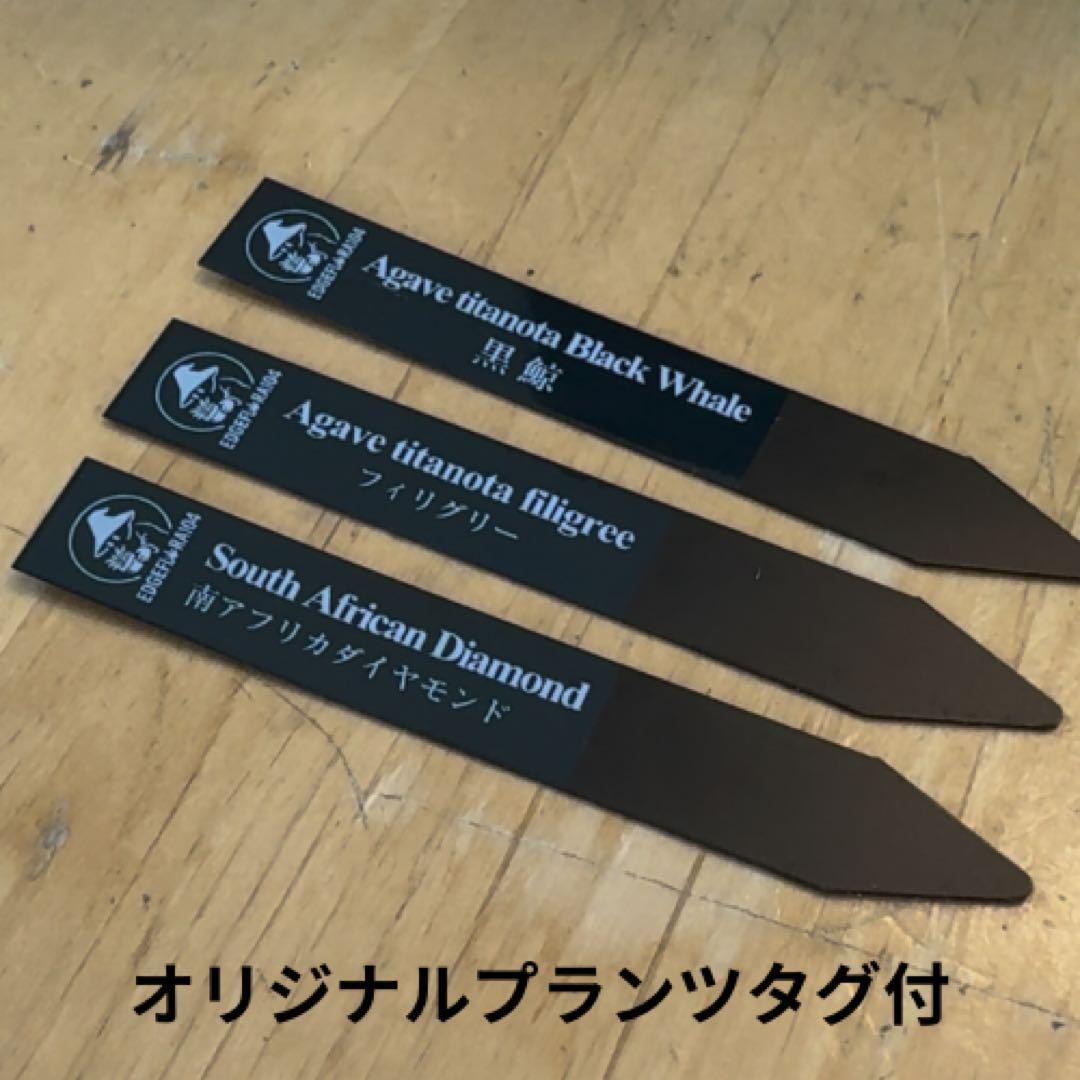 アガベ ポタトラム キュービック錦　鉢ごとメルカリ便発送