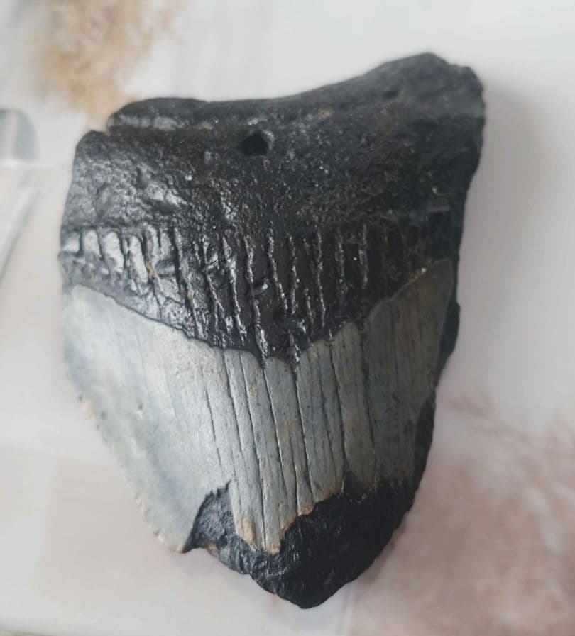 メガロドンの歯の化石B　不完全アメリカノースキャロライナ