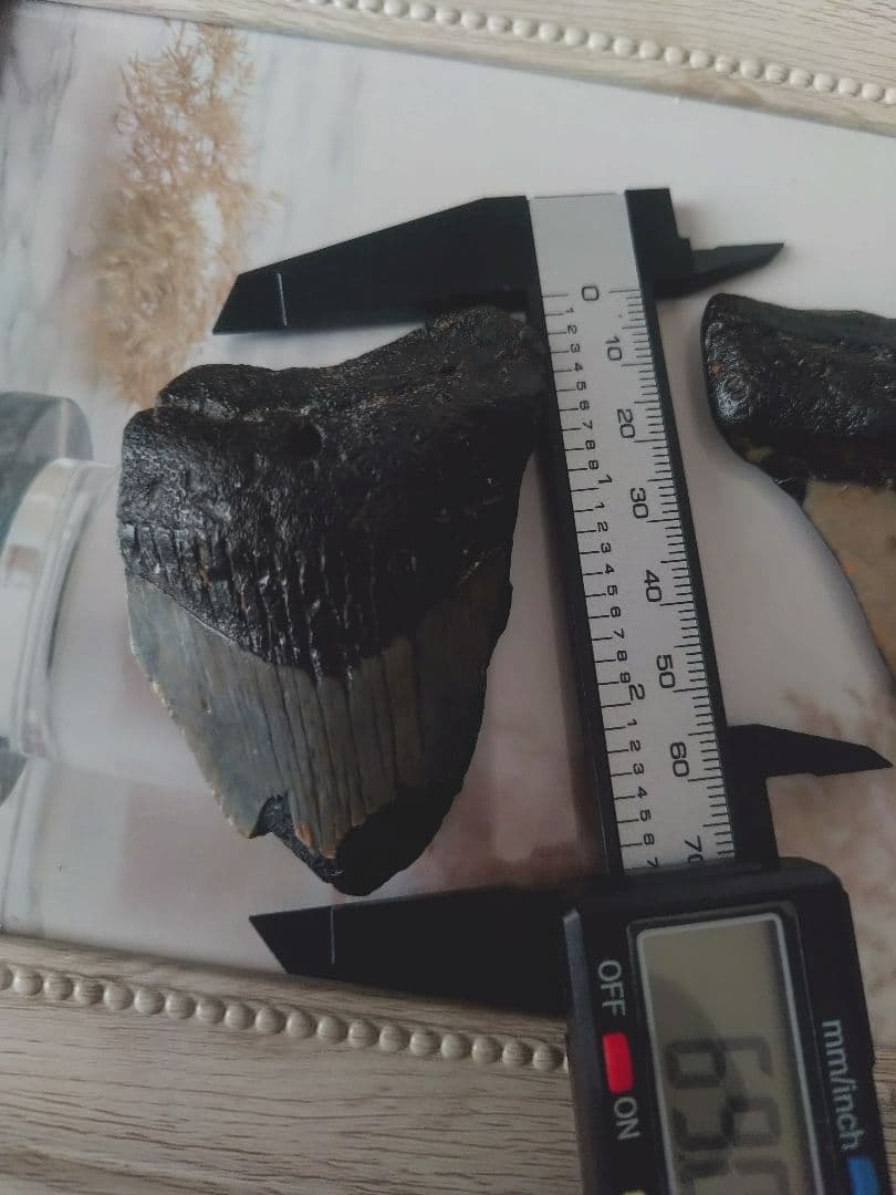 メガロドンの歯の化石B　不完全アメリカノースキャロライナ