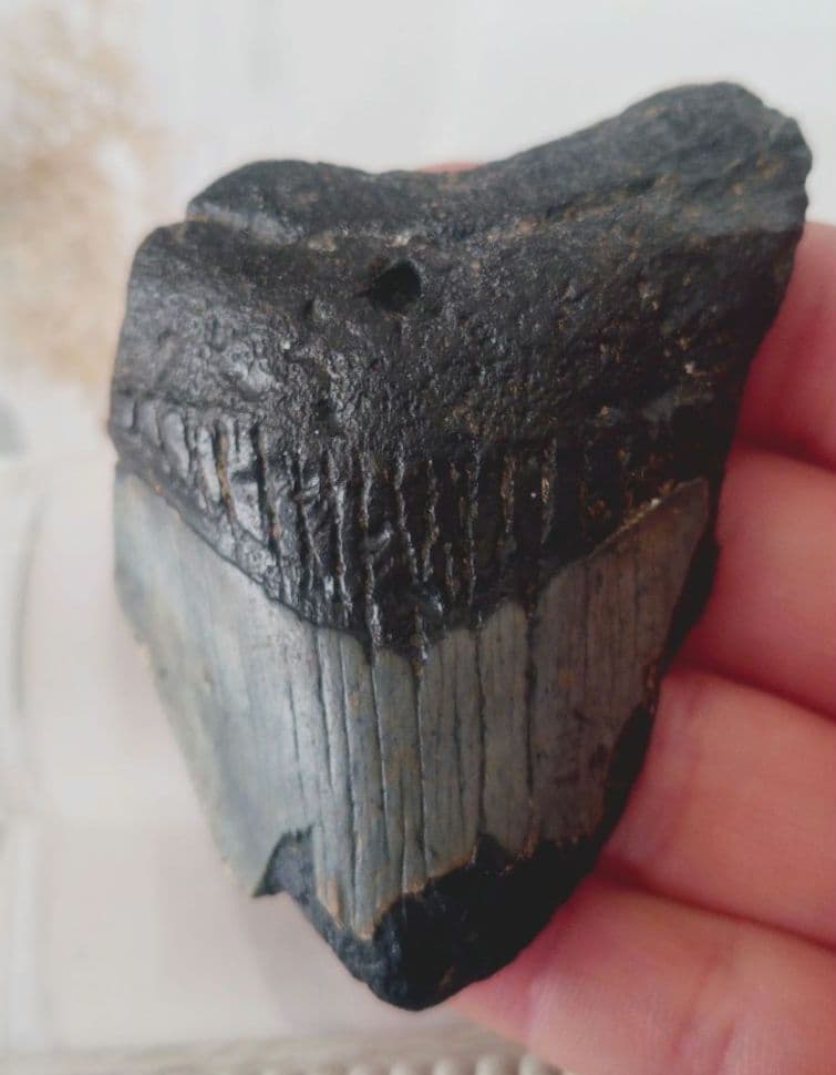 メガロドンの歯の化石B　不完全アメリカノースキャロライナ