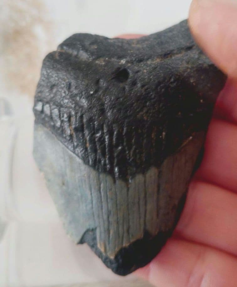 メガロドンの歯の化石B　不完全アメリカノースキャロライナ