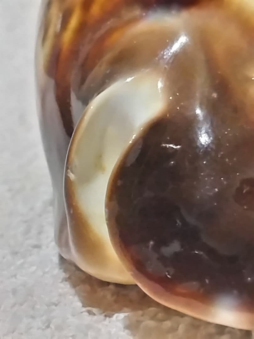 貝殻 ビードロダカラ (タカラガイ科)