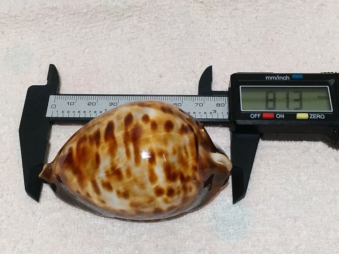 貝殻 ビードロダカラ (タカラガイ科)