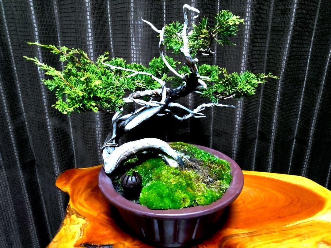 【山採り 糸魚川真柏盆栽】　　　　　　　　　⭕9枚目完成❗培養中…