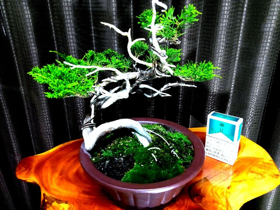 【山採り 糸魚川真柏盆栽】　　　　　　　　　⭕9枚目完成❗培養中…