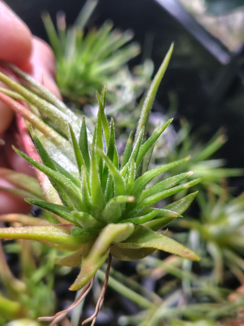 T. ionantha tall velvet 石化 綴化