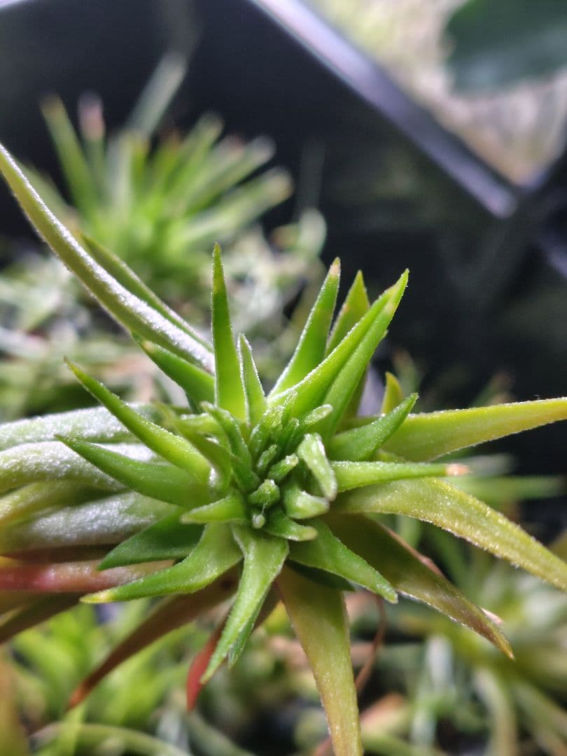 T. ionantha tall velvet 石化 綴化