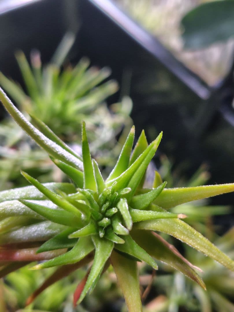 T. ionantha tall velvet 石化 綴化