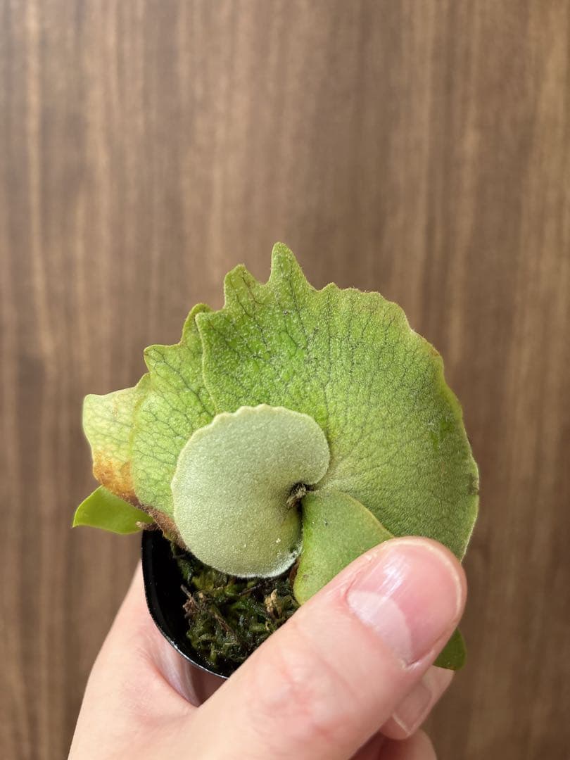 トンコツ【2026/1/1まで限定専用】