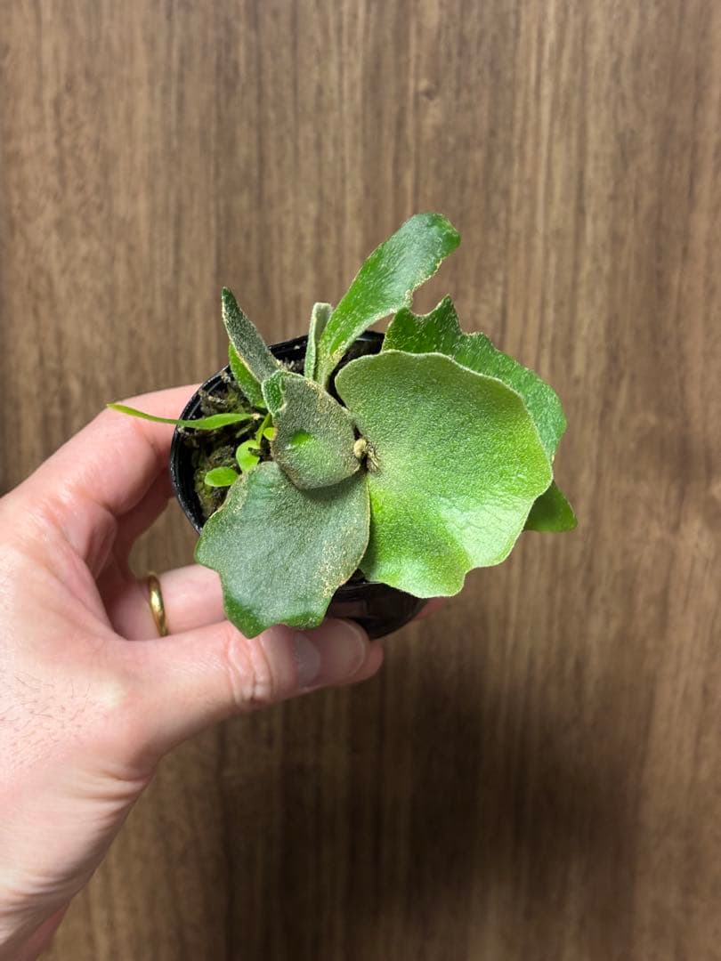 トンコツ【2026/1/1まで限定専用】