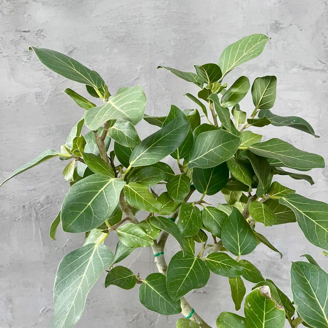 大型　フィカス　ベンガレンシス　オードリー　陶器鉢　植え込み発送