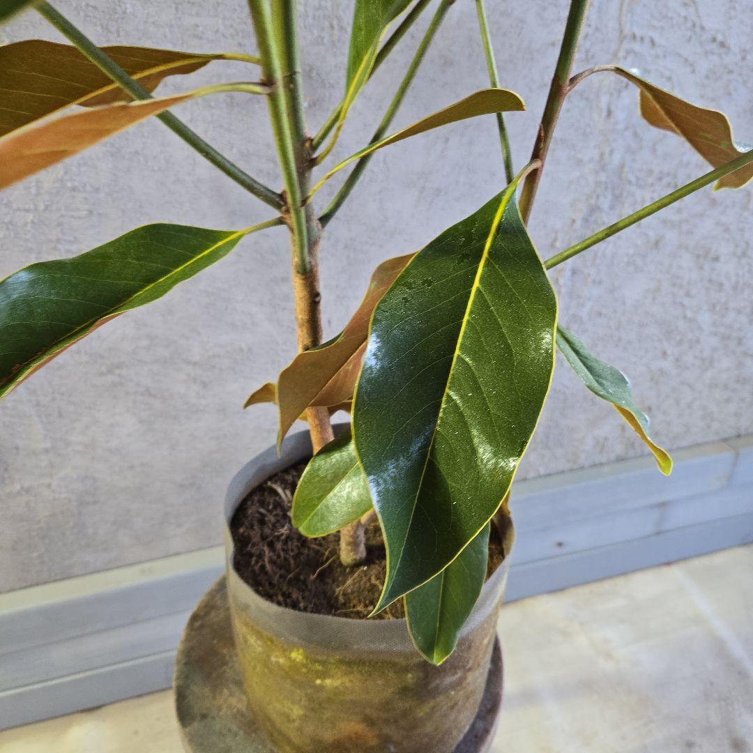 ①　タイサンボク　「リトルジャム」　特大苗木最高等級極上品‼️