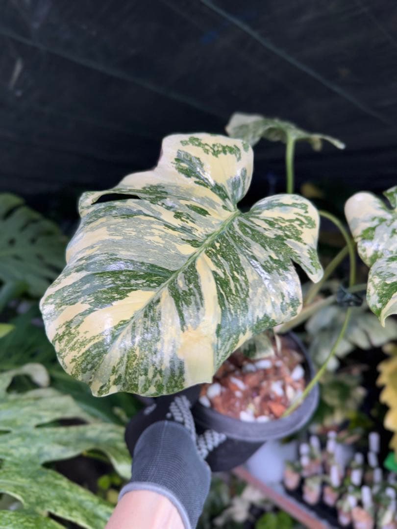 真・ホワイトスノー（白雪）モンステラ タイコンステレーション