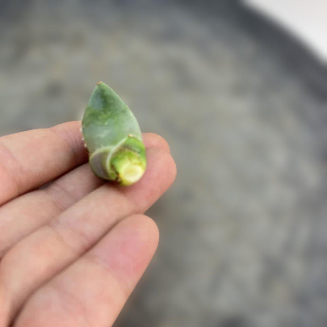 アガベ　チタノタ　‘1981’ 極上ブルー