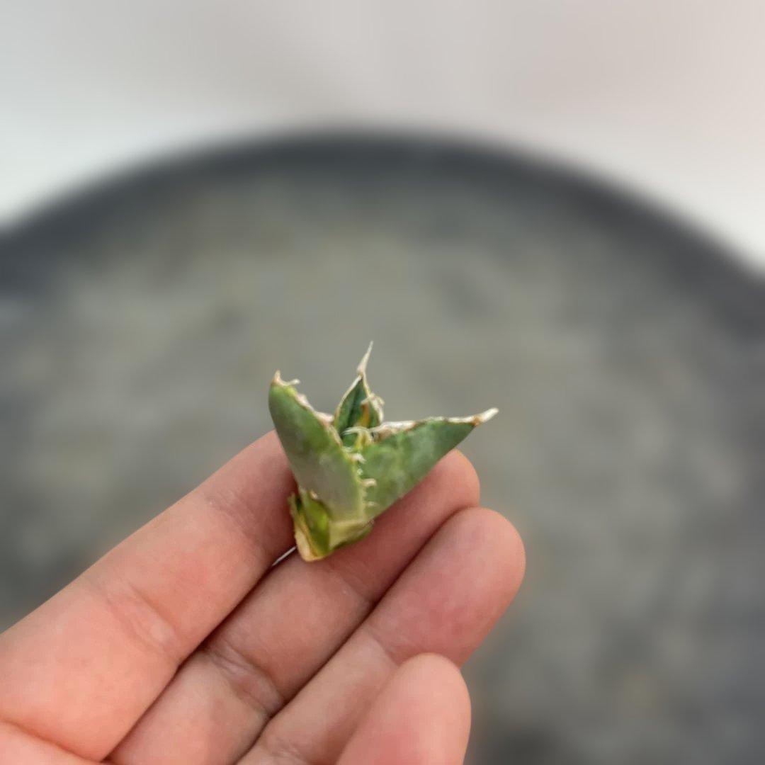 アガベ　チタノタ　‘1981’ 極上ブルー