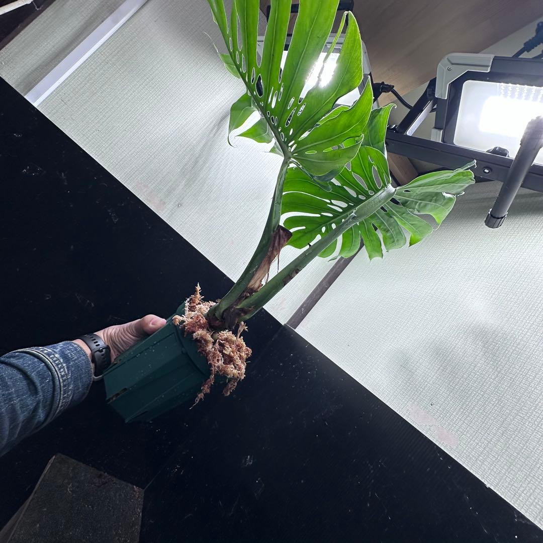 G*i様 モンステラデリシオーサマクロコズム超希少系統鉢植え