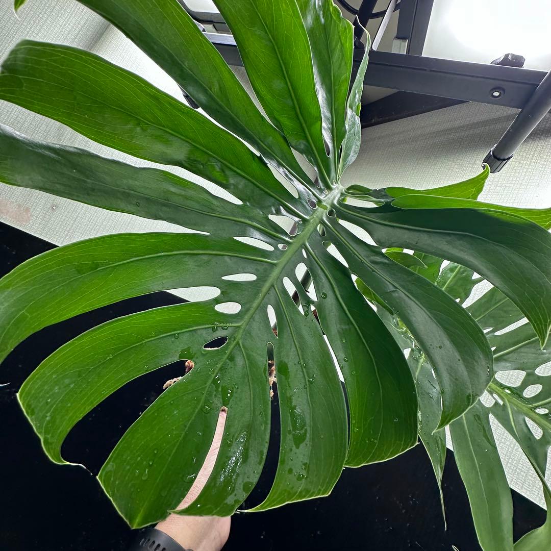 G*i様 モンステラデリシオーサマクロコズム超希少系統鉢植え