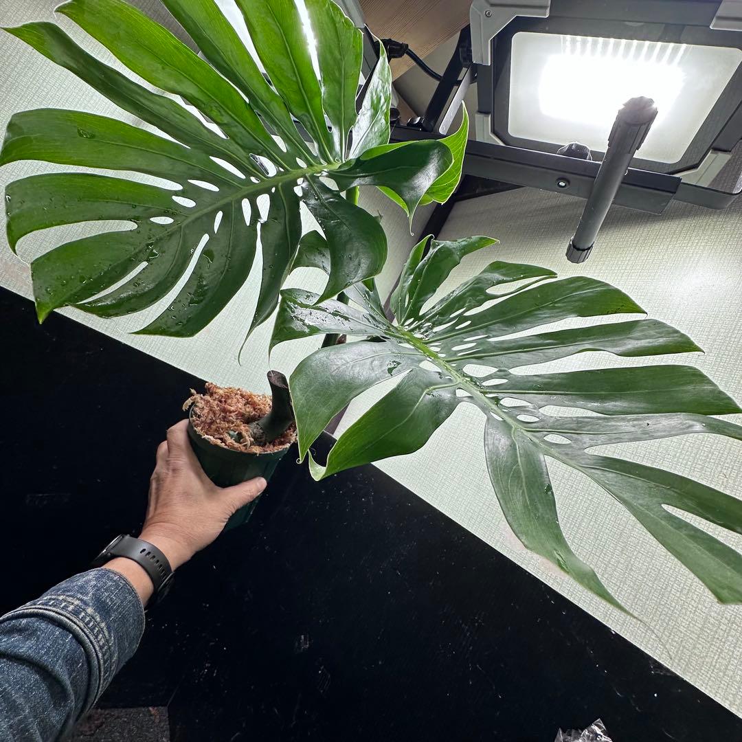 G*i様 モンステラデリシオーサマクロコズム超希少系統鉢植え